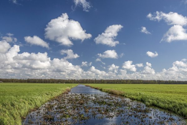 melioracijos griovys