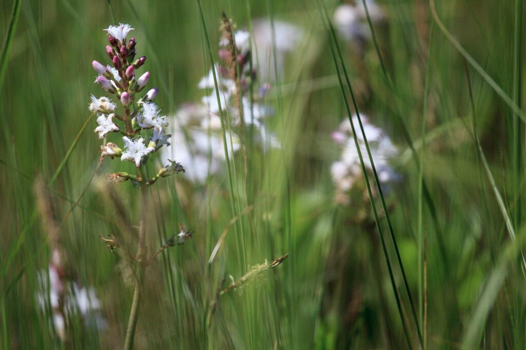 pievos, laukų gėlės