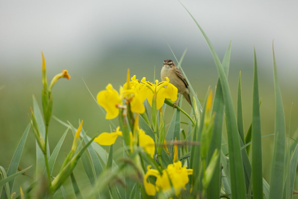 ešerinė nendrinukė