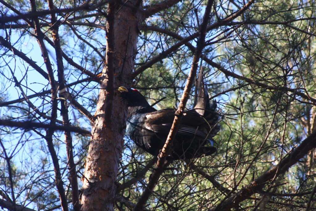 Jaunas kurtinys tuoktuvių pozoje