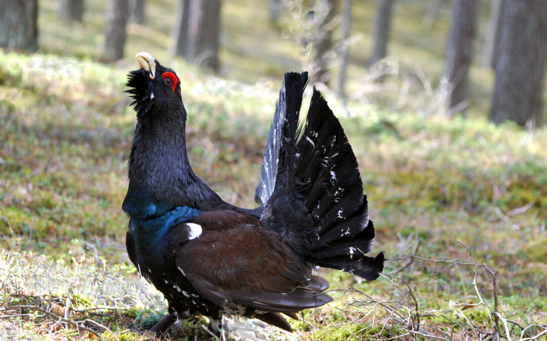 Kurtiniai – išnykimo grėsmę patiriantys mūsų sengirių indikatoriai