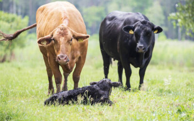 „Gero ūkininko čempionate“ rinks santarvėje su gamta ūkininkaujantį ūkininką ir seniūniją