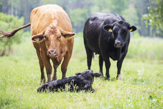 Už įsipareigojimą ganyti saugomoje teritorijoje – perleidžiami Angus veislės galvijai