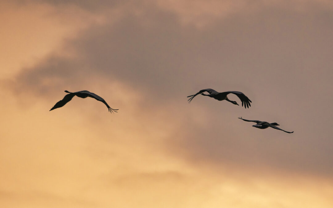 „Naturalit“ projekto naujienlaiškis – 2021 m. gegužė