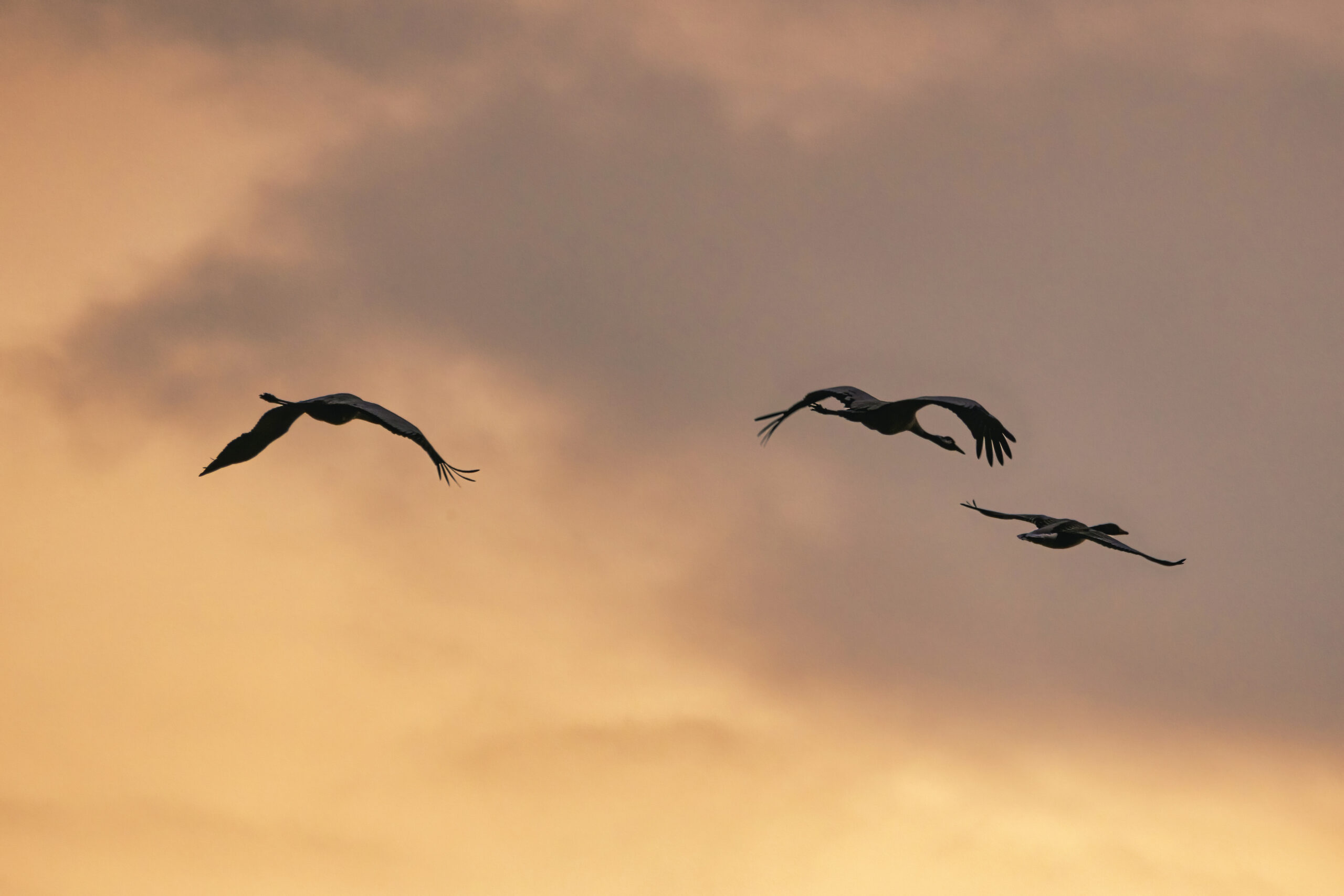 Skrendančios gervės