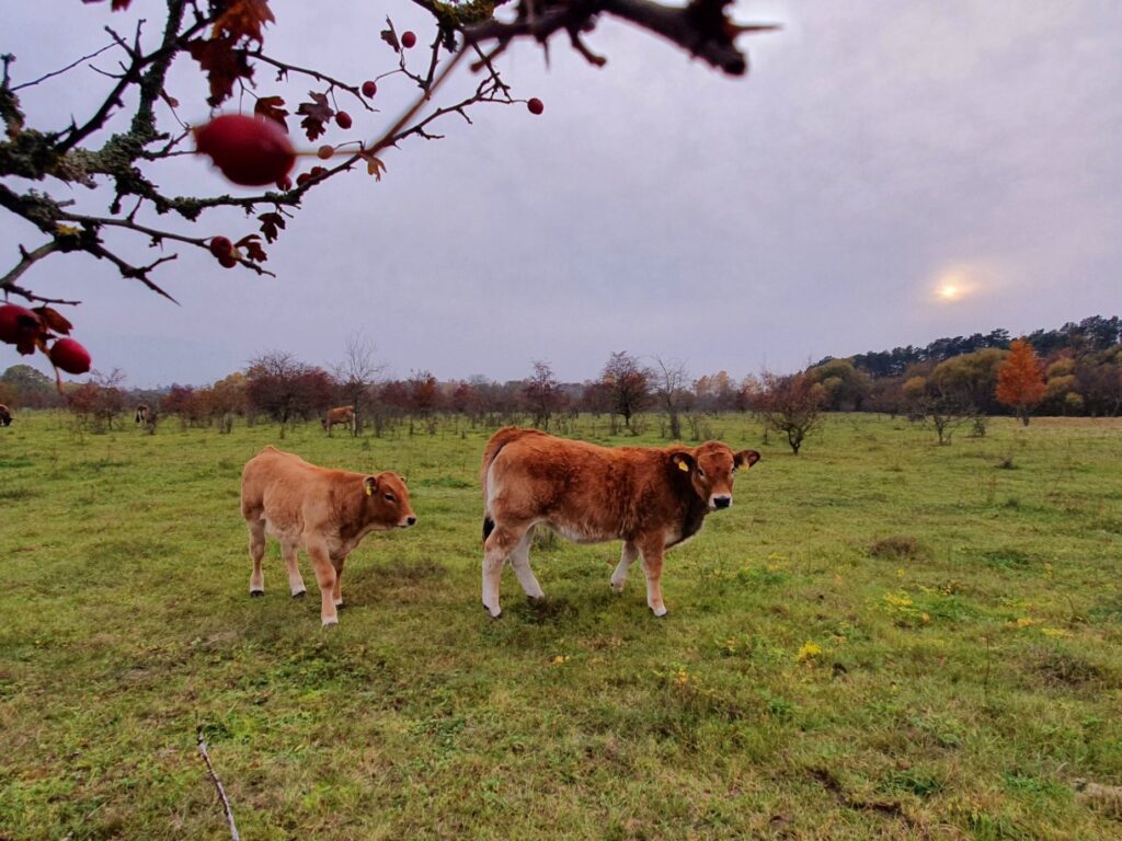 galvijai, gyvuliai, gyvulininkystė