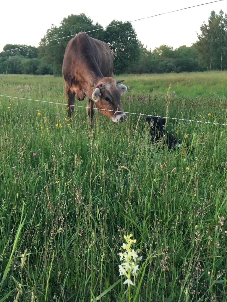 ekologinė gyvulininkystė