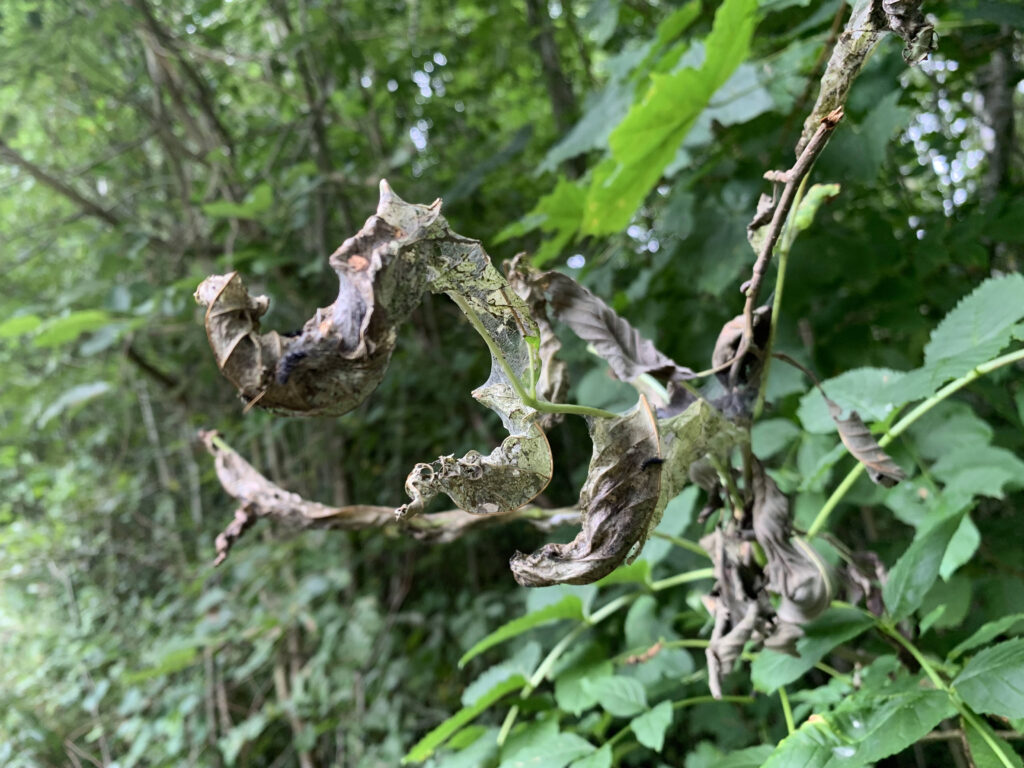 baltamargės šaškytės lizdas