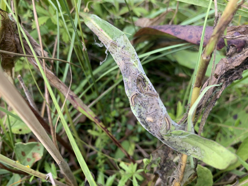 auksuotosios šaškytės vikšrai