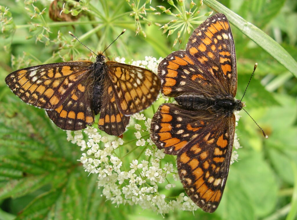 baltamargė šaškytė