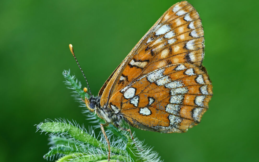 Uosių maras grasina retai rūšiai, ar sugebėsime išsaugoti?