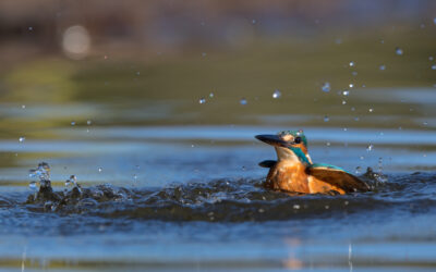Ar pažintumėte saugomą Lietuvos upių perlą – tulžį?