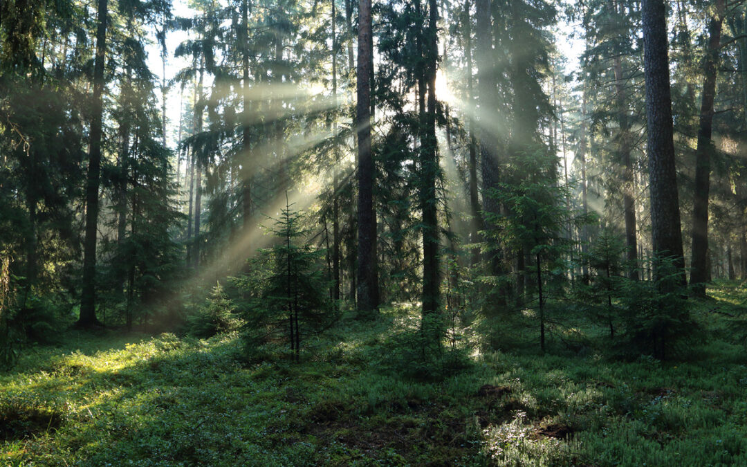 Kviečiame į seminarą „Žmogaus ir miško santykis, naudojimas ir apsauga“