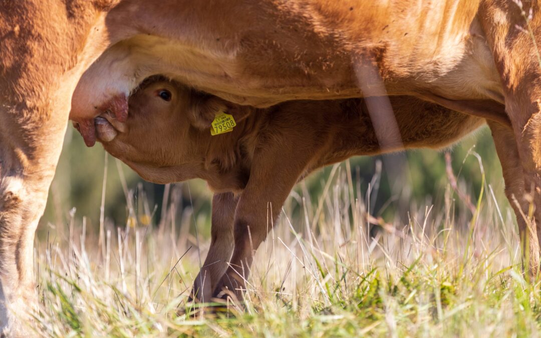 „Gero ūkininko čempionato“ finale visuomenė kviečiama atiduoti savo balsą