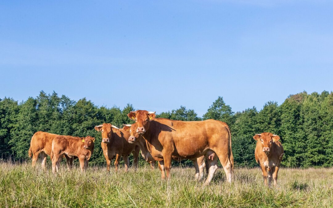 Nerijaus Sukacko šeimos ūkis – laisvų ir laimingų galvijų veislininkystės ūkis