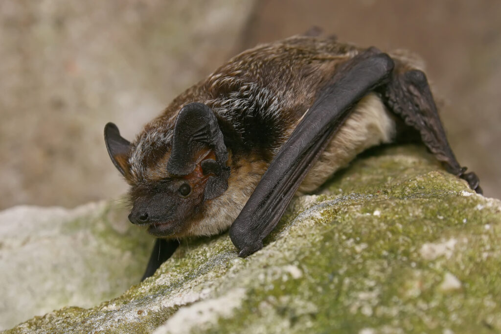 dvispalvis plikšnys