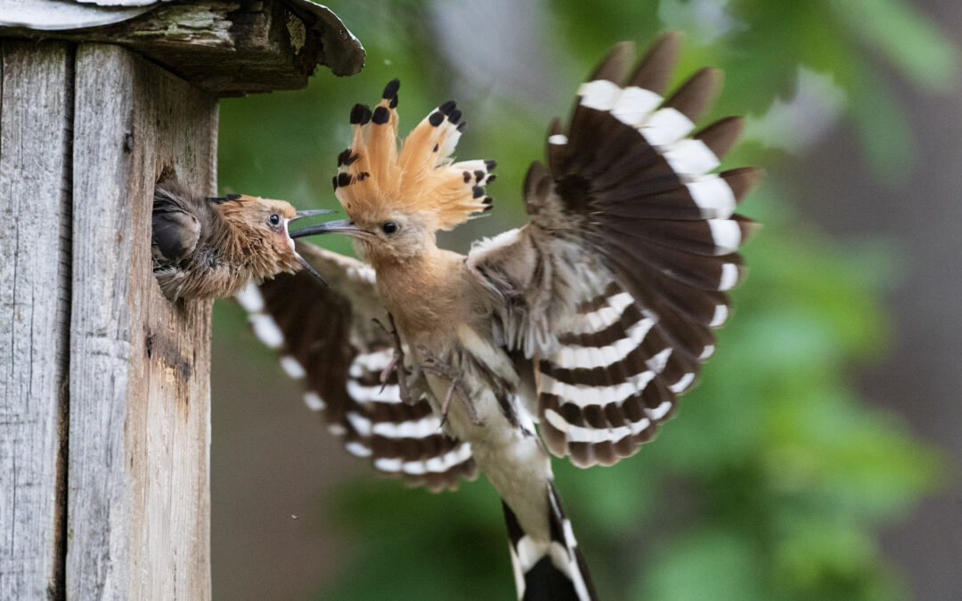 Ornitologas dr. Eugenijus Drobelis: „Stengiamės atkurti nors dalelę buveinių“