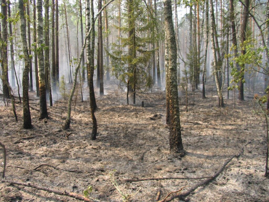 miškas po nudeginimo