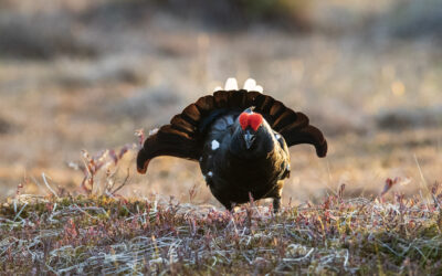 Pristatyti Europos Sąjungos svarbos rūšių inventorizacijos rezultatai (pranešimų skaidrės)