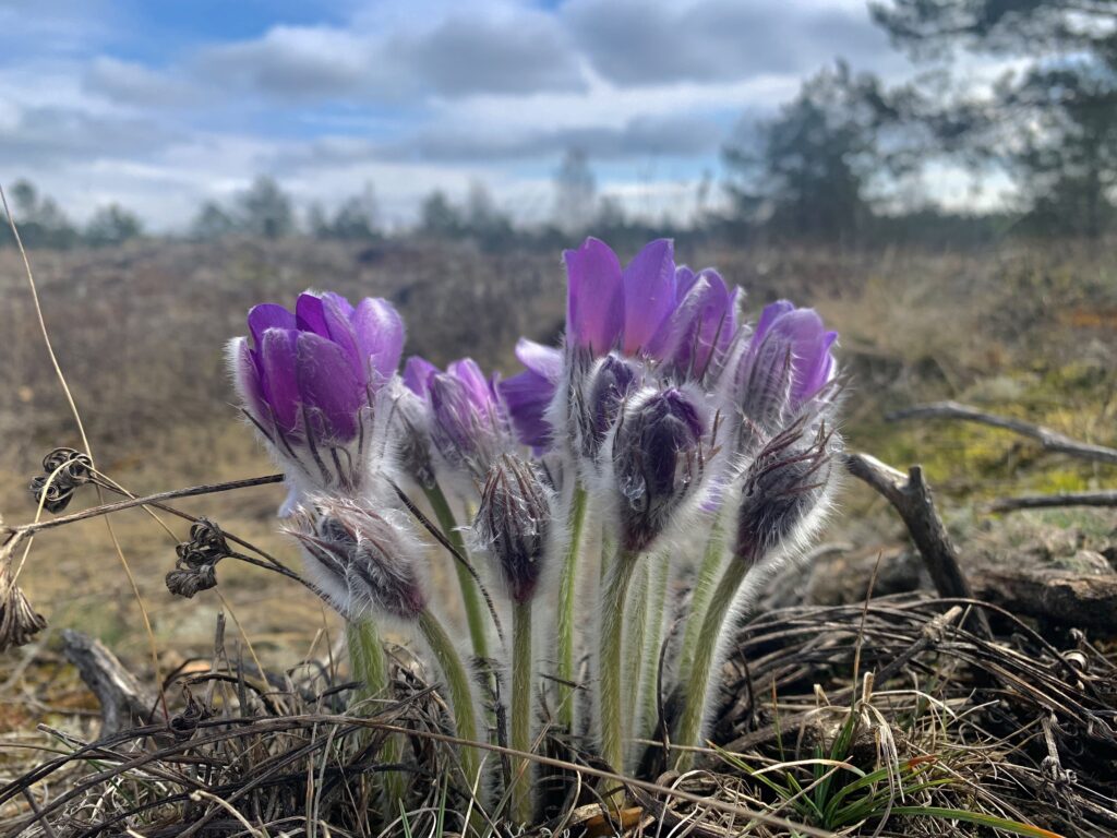 vėjalandė šilagėlė