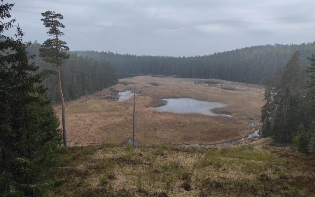 Projekto pastangomis atkuriama Užpelkių pelkė ir jos hidrologinis režimas