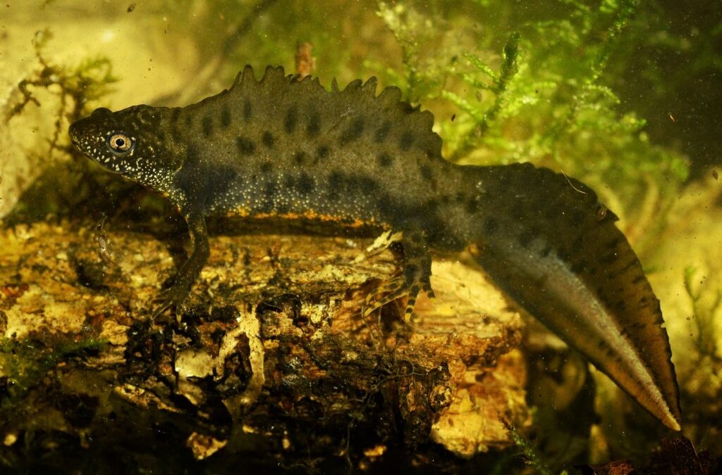 Ar pažįstate Lietuvos kūdrose gyvenančius mažus drakoniukus?