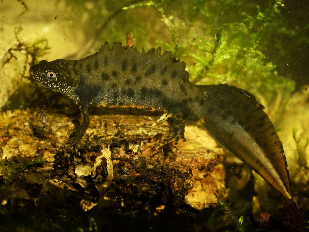 skiauterėtasis tritonas