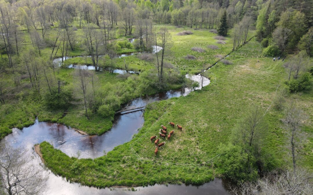 Livestock will help restore natural meadows in Dzūkija National Park