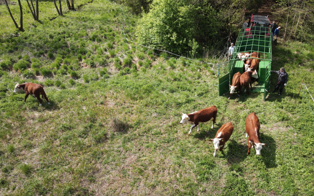 Grūdos slėnyje gamtosauginei misijai įdarbintos karvės