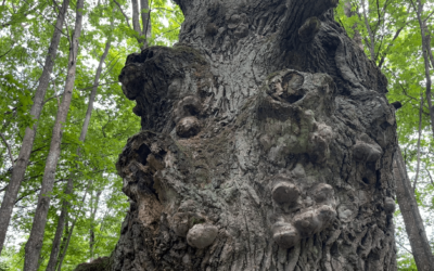 Mokslininkai pasiūlė, kaip suderinti gamtos ir miškininkystės interesus ūkiniuose miškuose
