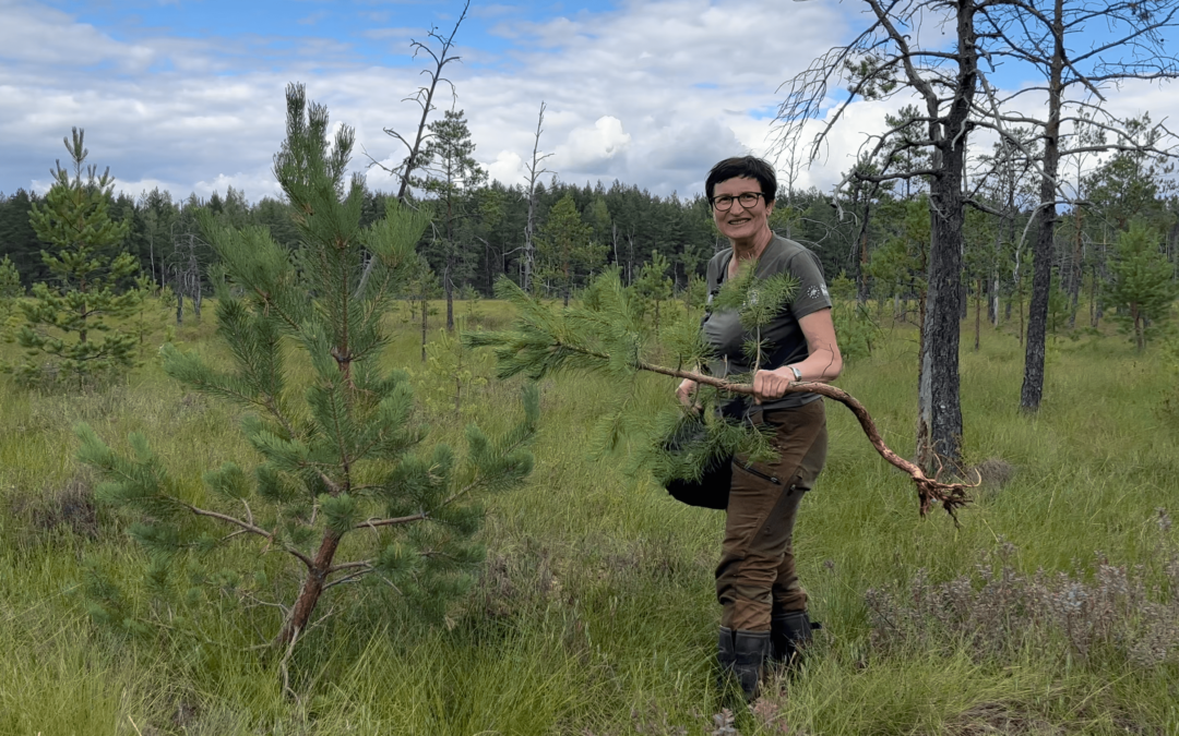 Gamtosaugininkė atsako: kodėl atkuriamose pelkėse reikia iškirsti medžius?