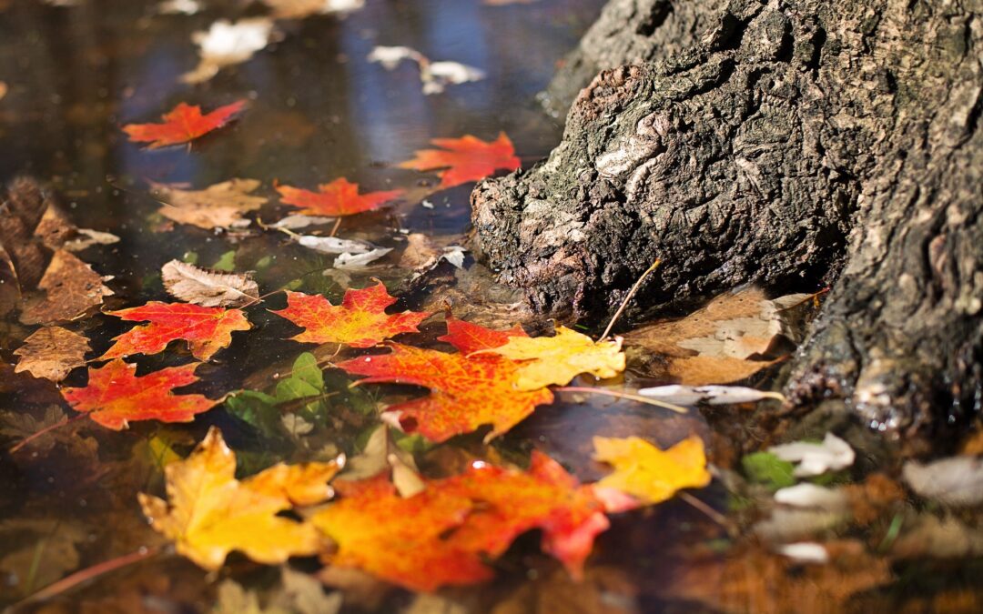 Kviečiame skaityti mūsų projekto naujienlaiškį