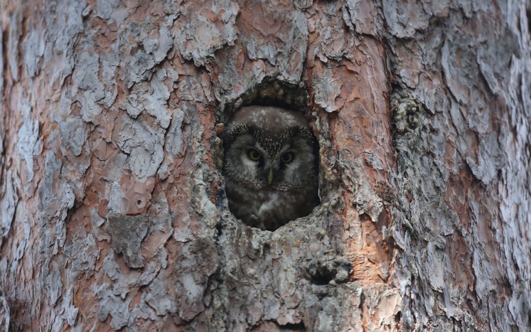 Ornitologai: šiuolaikinės technologijos atskleidė naujų žinių apie saugomus Lietuvos paukščius