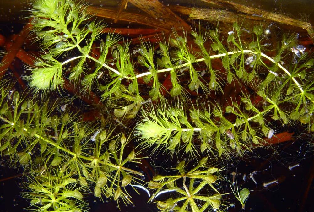 Inventorization of 33 little-known species of Community interest finished in Lithuania