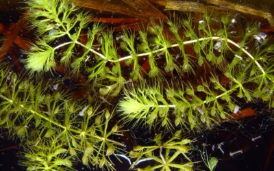 Atlikti Europos Sąjungos mastu saugomų rūšių tyrimai leis pagerinti retenybių apsaugą