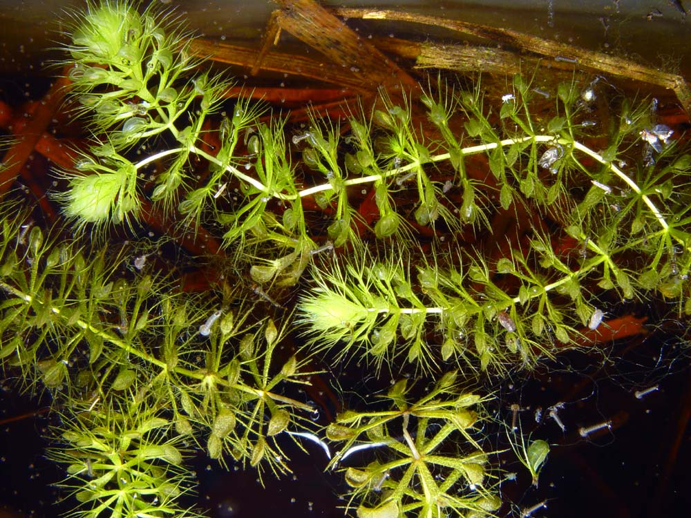 pūslėtoji aldrūnė