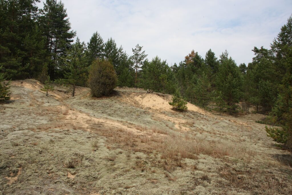 Erozijos palaikoma atvira kopa prie Rudnios kaimo