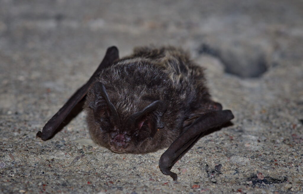 Europinis plačiaausis