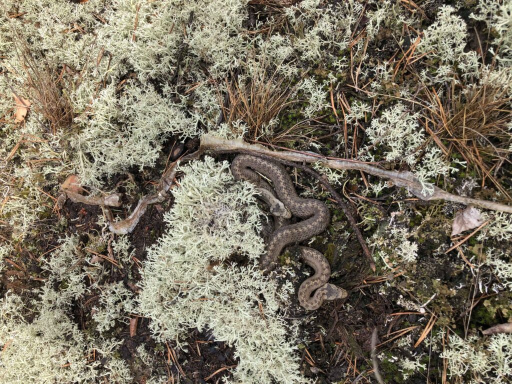 Lygiažvynis žaltys