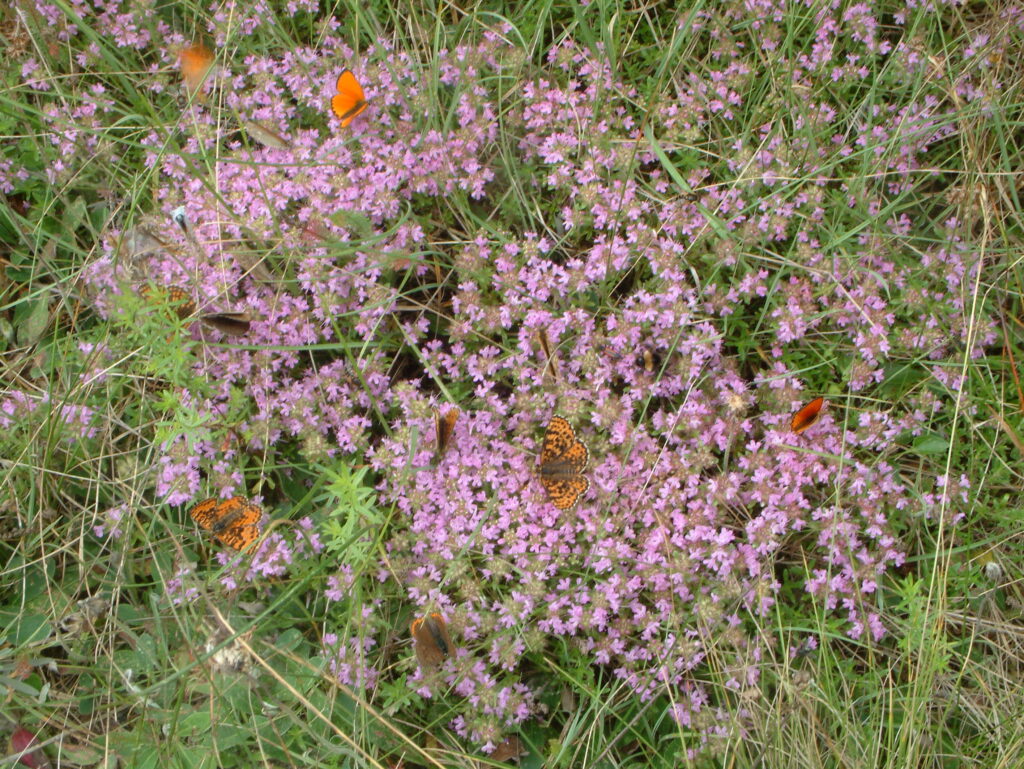 Pilna gyvybės pievelė