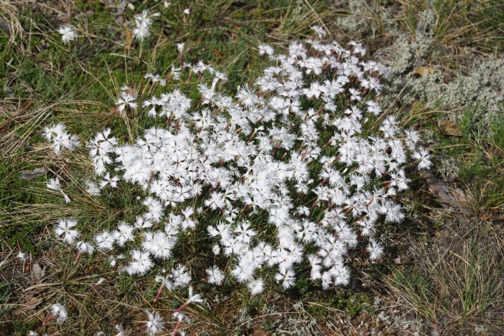 Smiltyninis gvazdikas