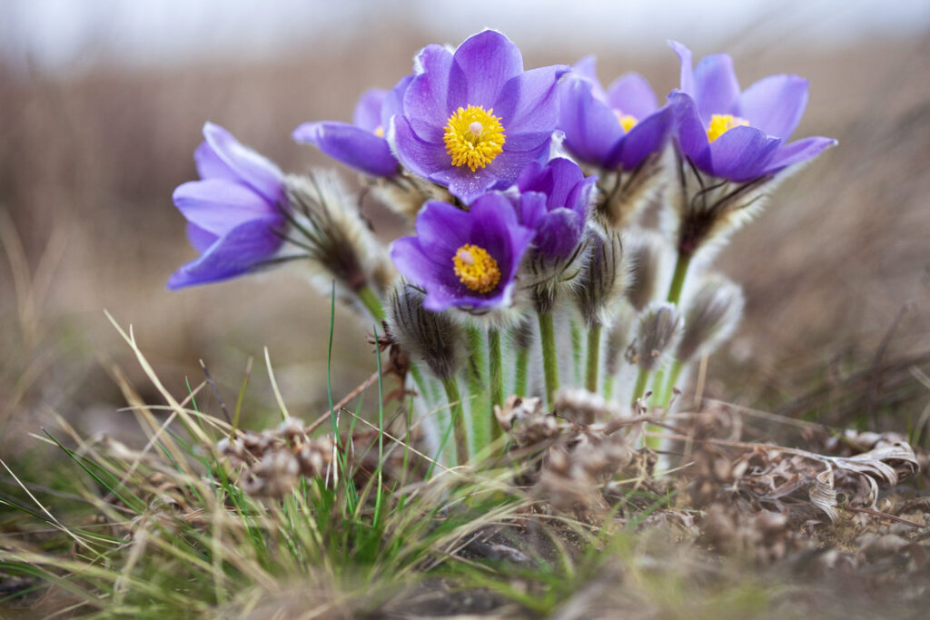 Vėjalandė šilagėlė