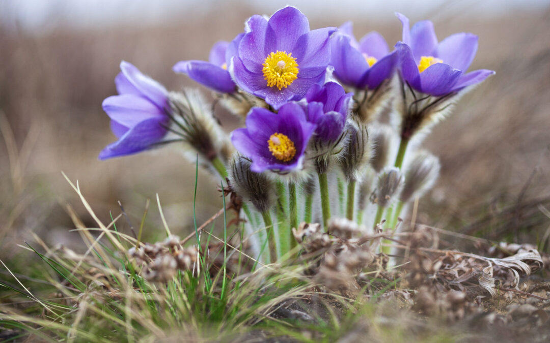 CINEA Writes about NATURALIT