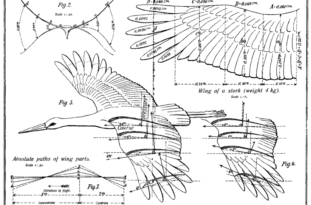 Ko dar nežinojote apie gandrus?