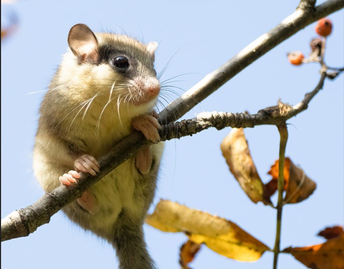 Miegapelė pataria išsimiegoti