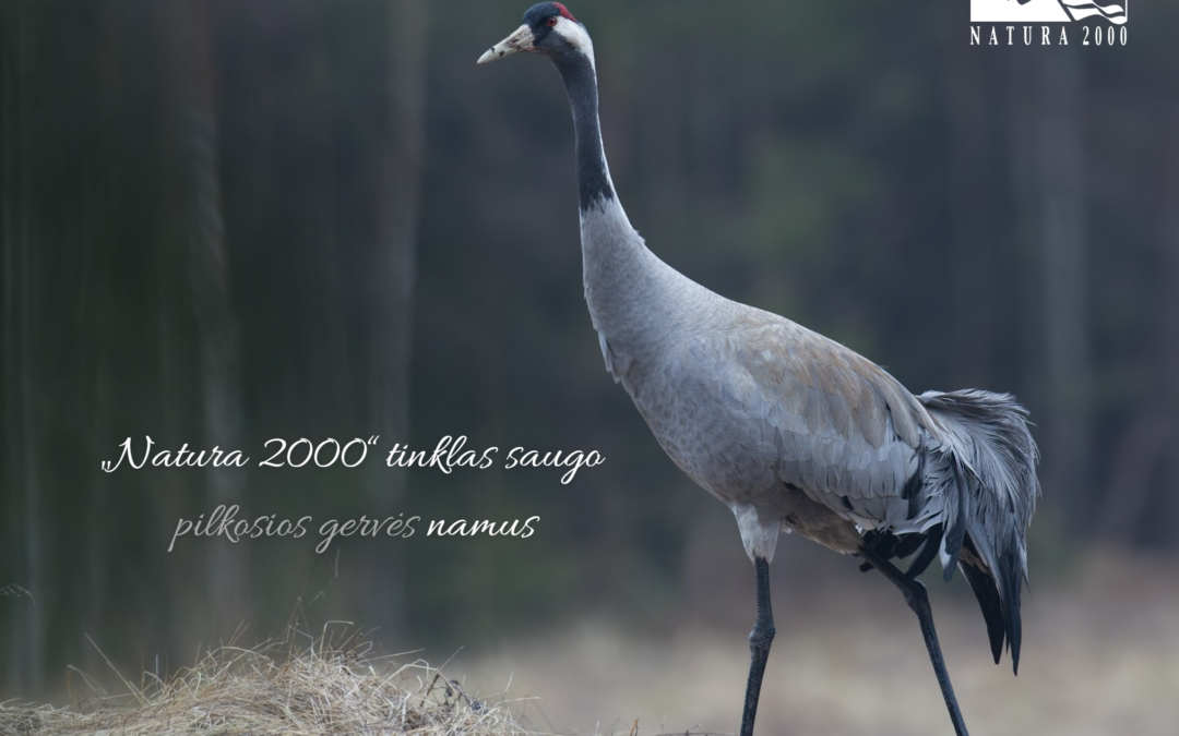 Grakščios pilkosios šokėjos – gervės