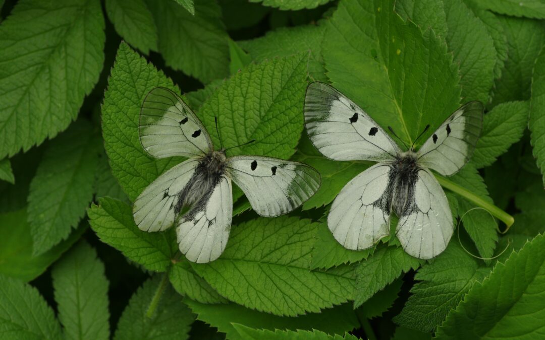 Varduvos upė – mažai žmonių trikdomas gamtos kampelis