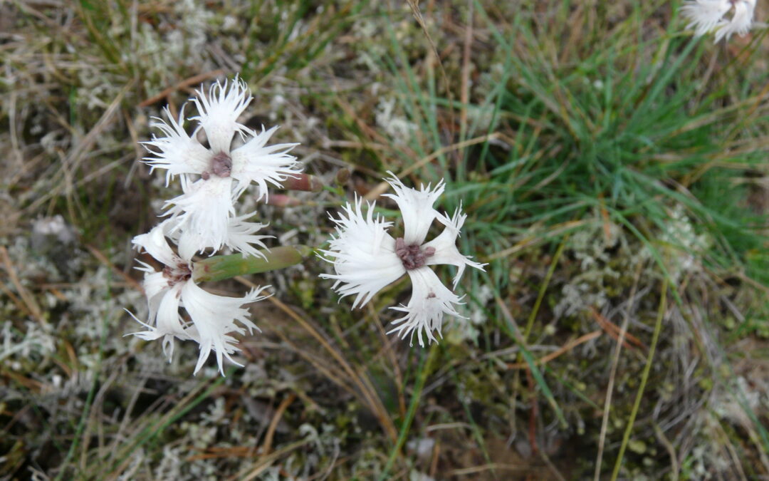 Baltasis kuklumas – smiltyninis gvazdikas