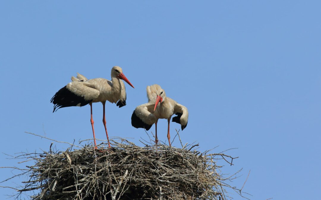 Nesilankykite prie lizdų perėjimo metu!