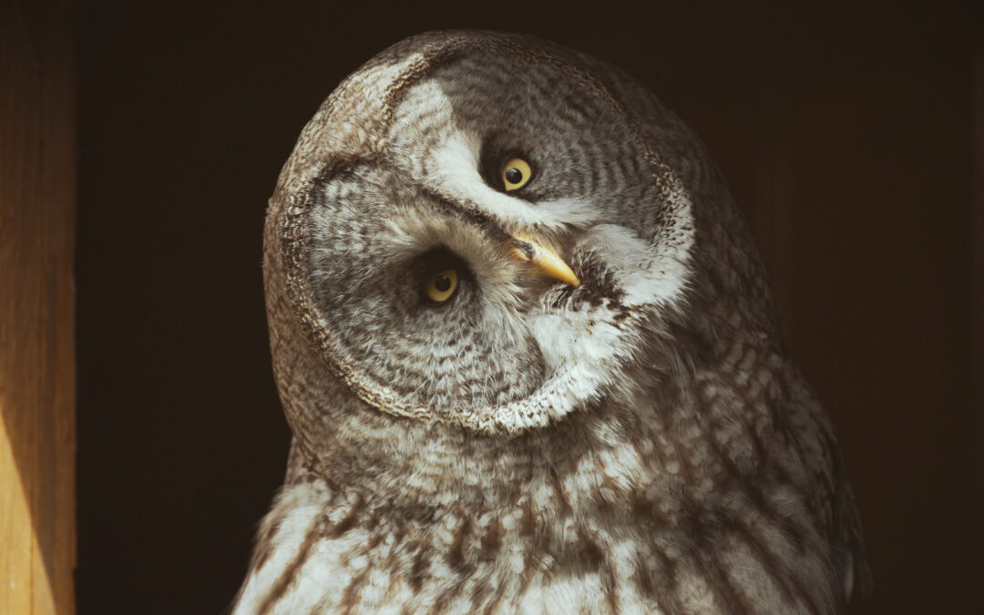 Pelėdos – išskirtiniai, bet labai jautrūs aplinkos pokyčiams paukščiai